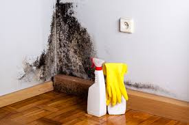 Trusted Cedartown, GA Mold Removal & Remediation Experts